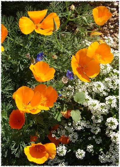 Water When Dry: Desert Wildflowers