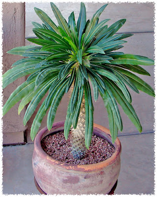 Water When Dry Madagascar Palm Patio Pal Madagascar Palm Patio Pal