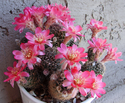 http://4.bp.blogspot.com/_syI33FeVtoo/SiTem79amOI/AAAAAAAADWI/sZU3tNUAWh0/s400/Rebutia-spegazziniana1.gif