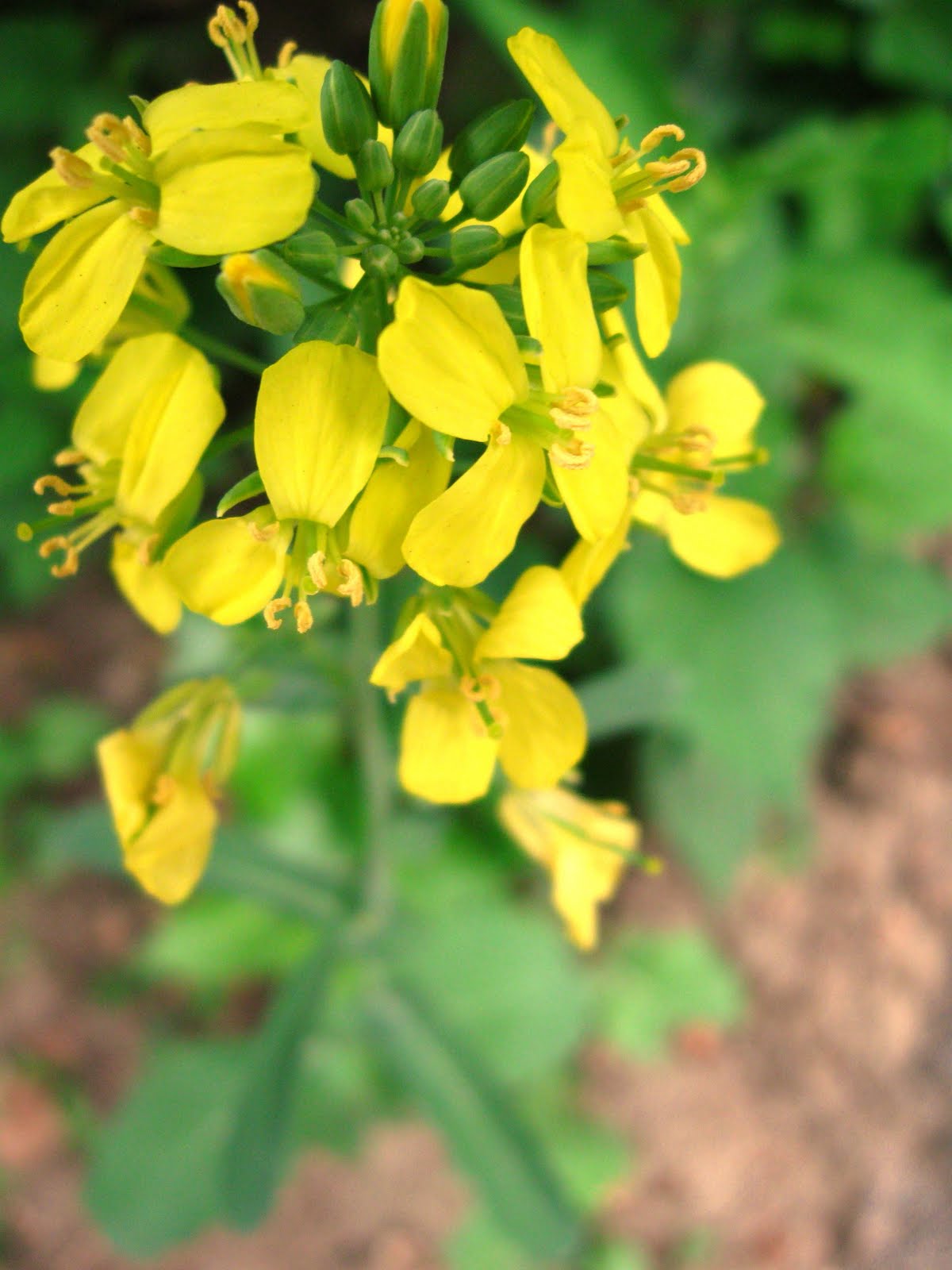 New York City Wildflowers Field mustard