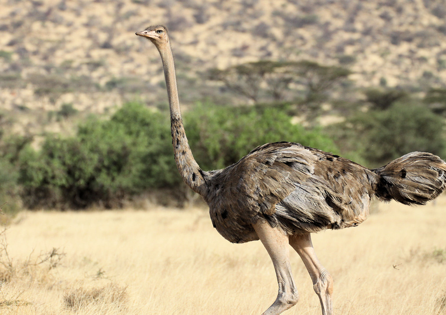 In Search of Raptors... Kenya Safari 20th 29th June. Samburu Nature