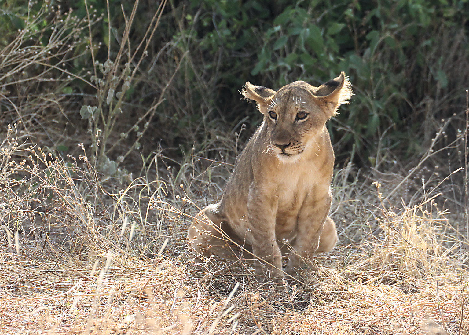 In Search of Raptors... Kenya Safari 20th 29th June. Samburu Nature