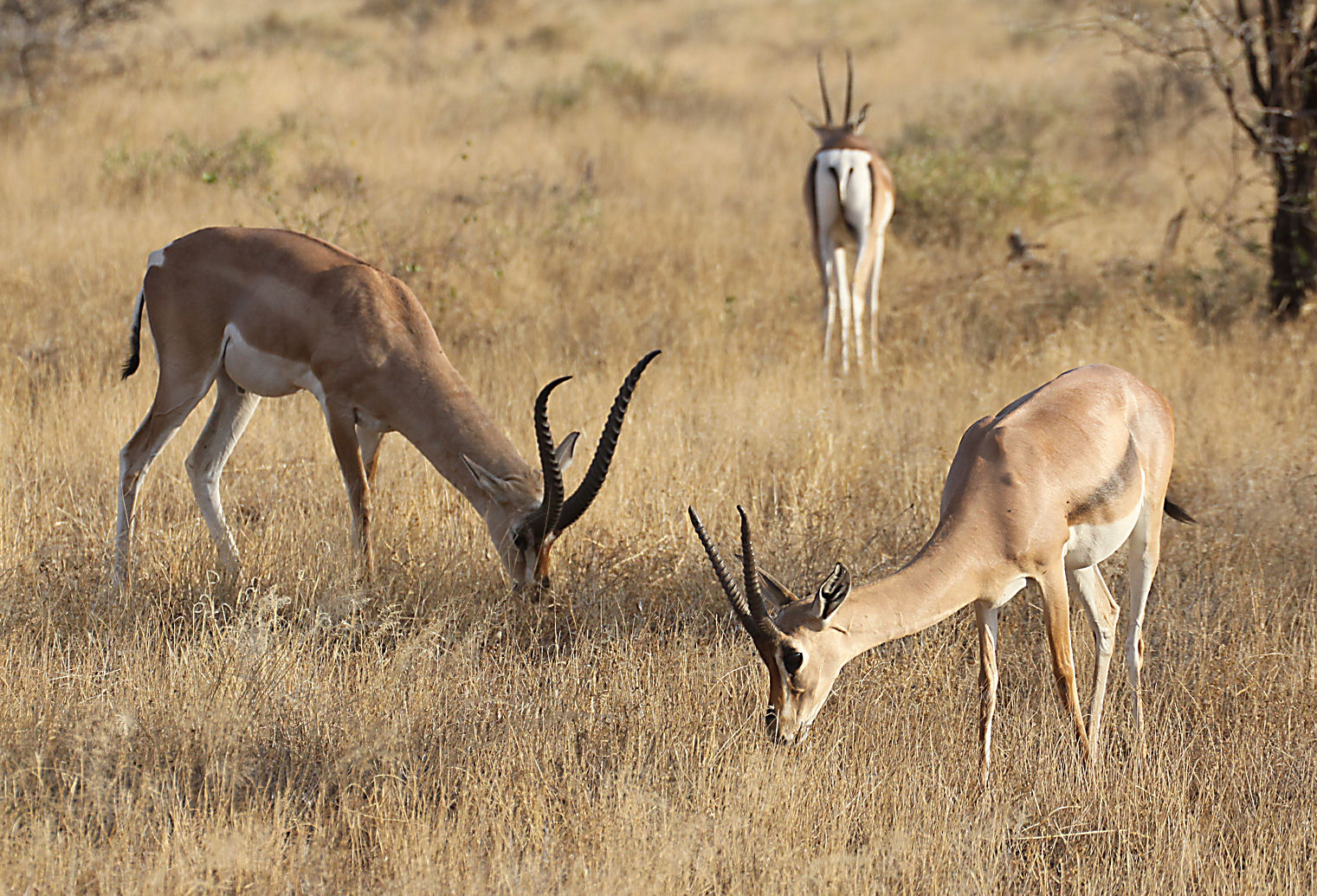 In Search of Raptors... Kenya Safari 20th 29th June. Samburu Nature