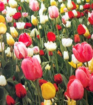 [campo+di+tulipani.jpg]