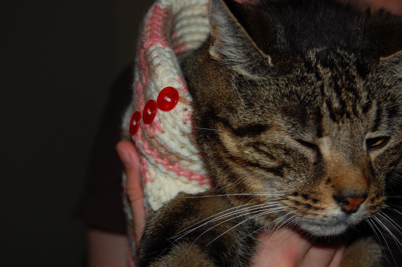 One Cats Nip July Giveaway 1