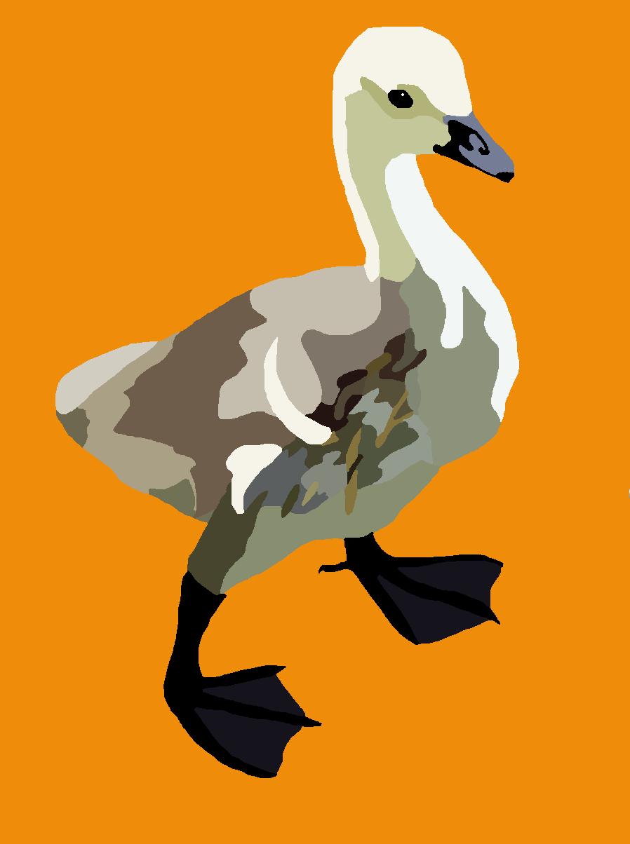 The Disillusioned Taxonomist Invasive Species Canada Goose