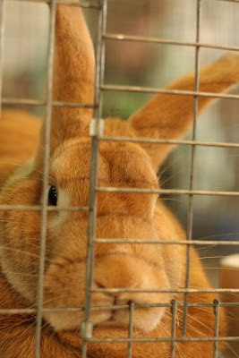 Jail Donuts: Bunny Jail