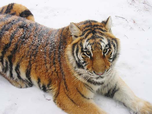 [20090327-siberian-tiger.jpg]