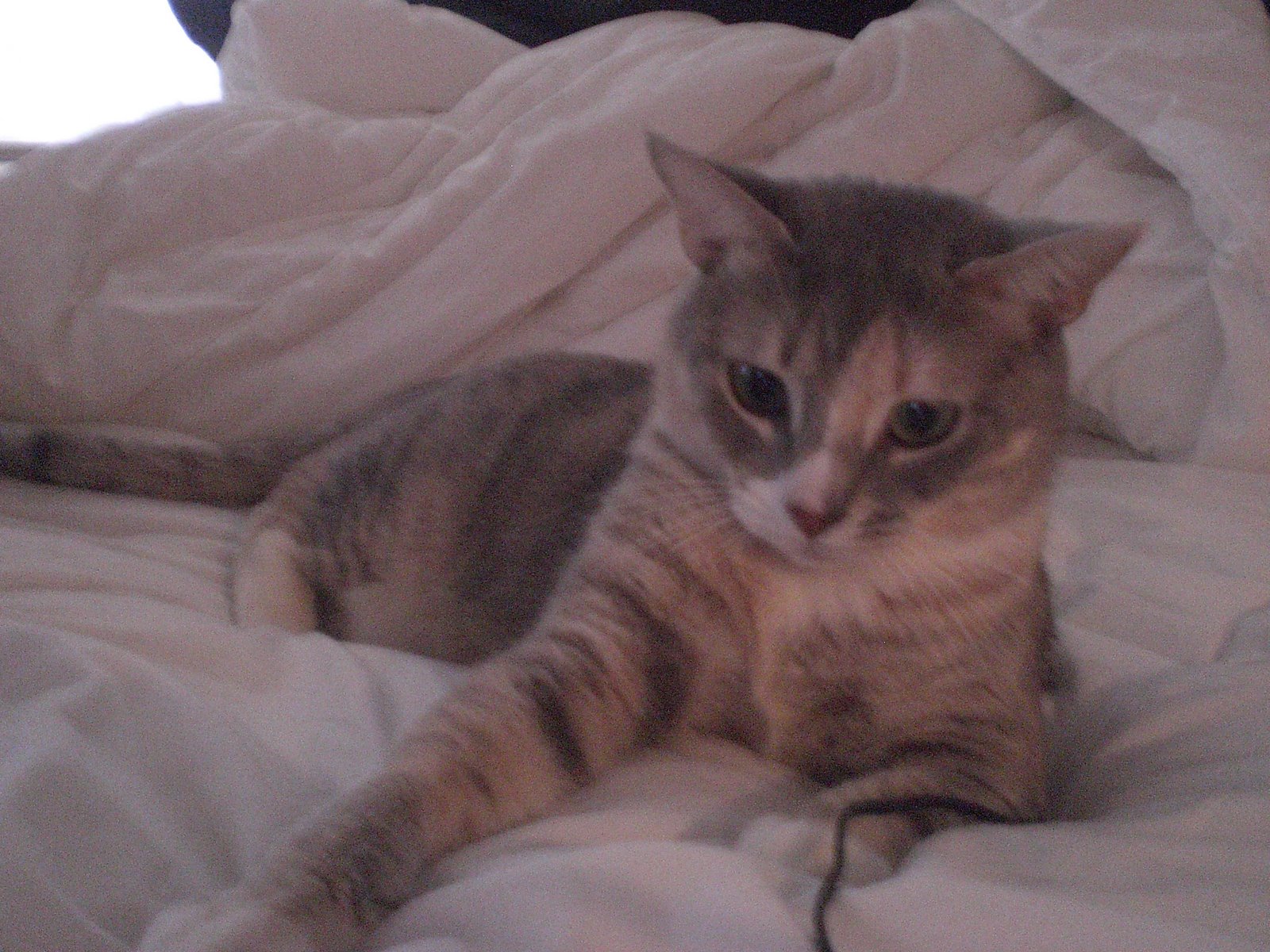 [ShelleySept2008.jpg]
