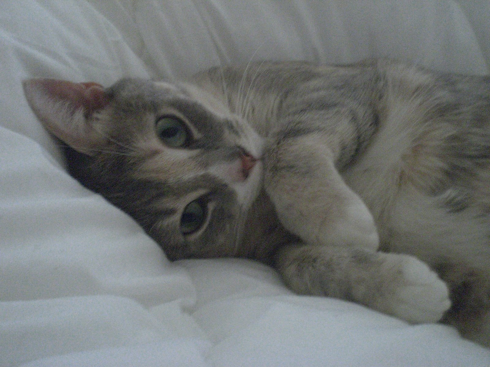 [Cativersary2.jpg]