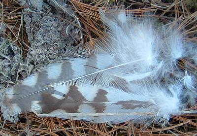 [feathersb15apr9.jpg]