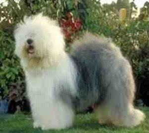 https://4.bp.blogspot.com/_t8JkEbUnD6M/SBlqpx4NyxI/AAAAAAAAACg/8I5halQJ5dM/s320/P.OldEnglishSheepdog.jpg