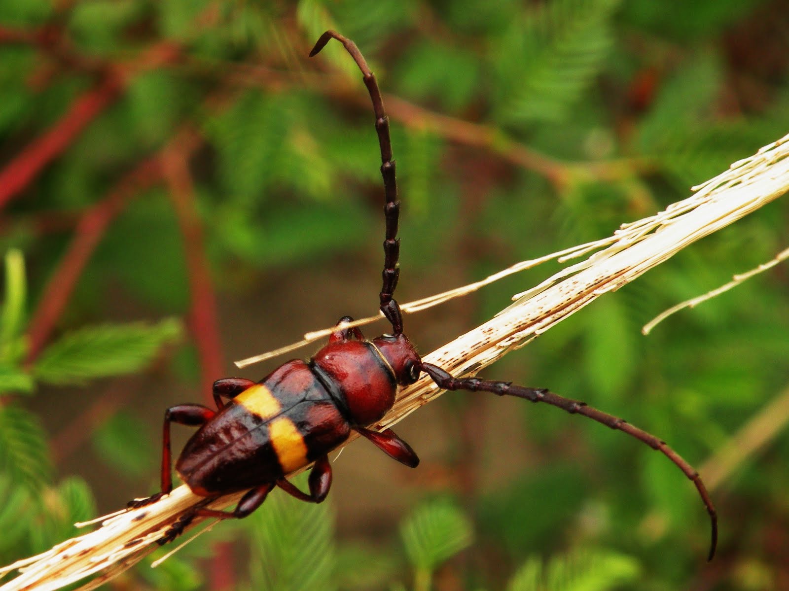 Gossamer Tapestry: Otros Insectos Mexicanos