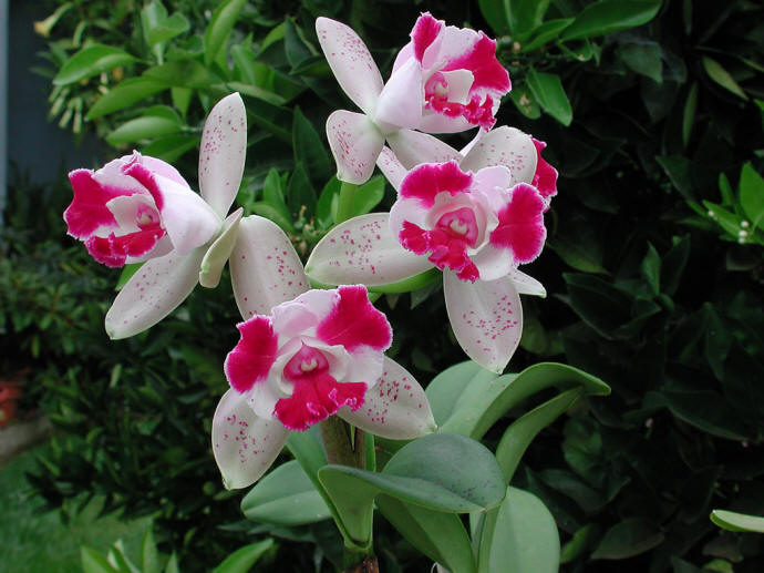 [Cattleyas-orchid-big-pink-white.jpg]
