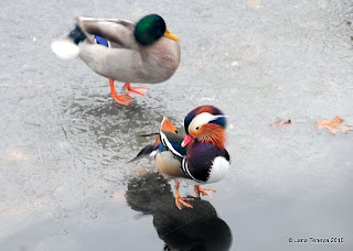 Ducks walking on ice