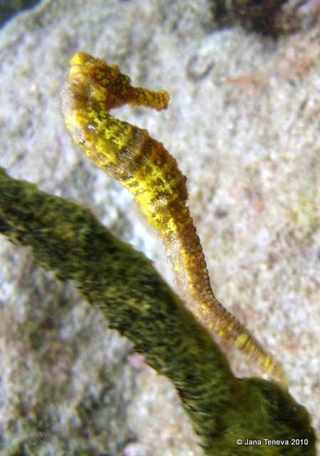 Seahorse Guadeloupe