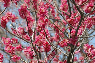 Cherry blossom kyoto