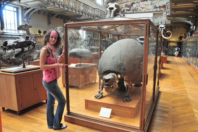 ancient armadillo of national Museum of Natural History Musée national d'Histoire naturelle