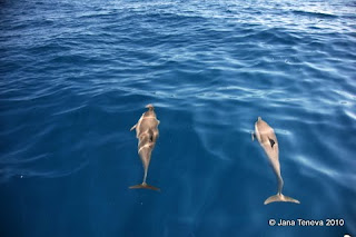 Mayotte dolphins