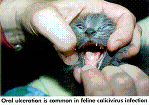 A Bout Cat Flu Cat