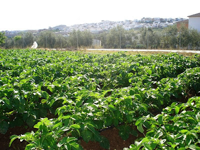 Cultivo de patatas. (c)J.Portero 2008