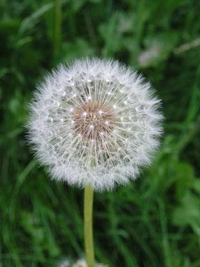 Natural Ways To Help Hay Fever Natural Ways To Help Hay Fever