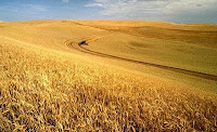 wheat field wheat field