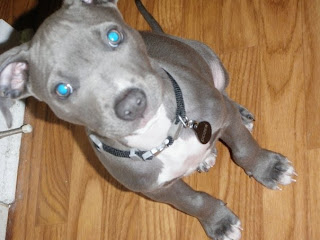 american pit bull terriers girls can handle pit bulls too