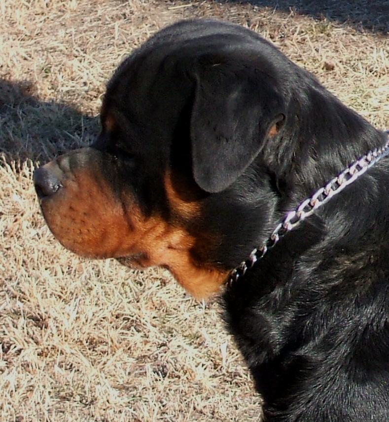 Ardusers Rottweilers