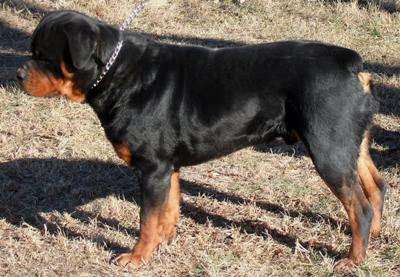 Ardusers Rottweilers
