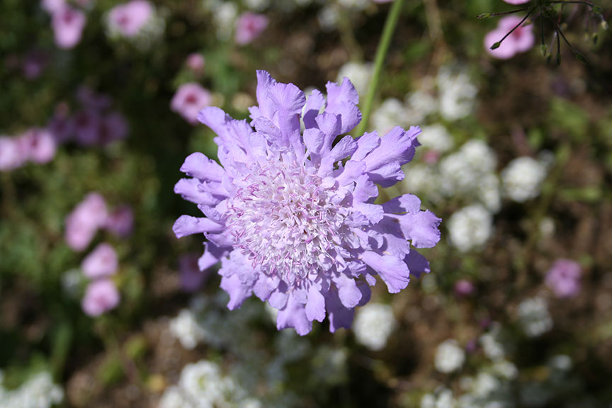 [purple_flower1.jpg]