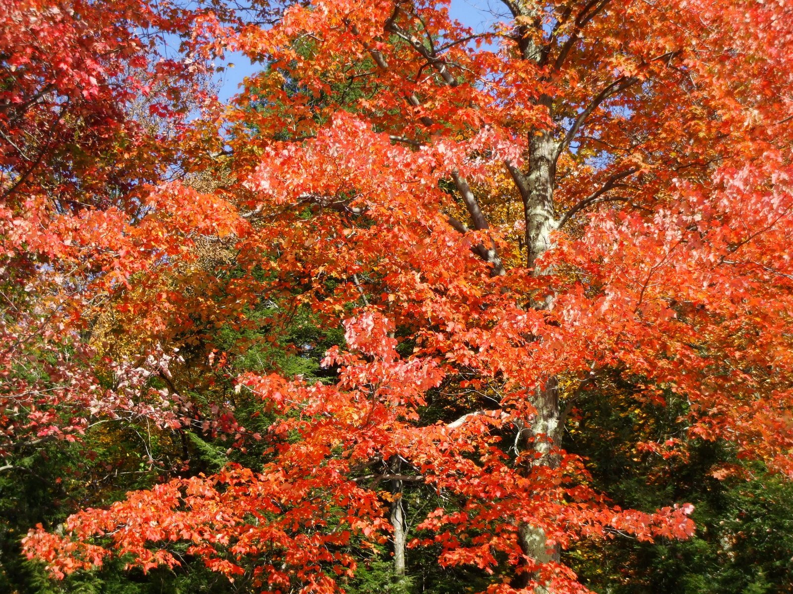 [DSCF0706.JPG]
