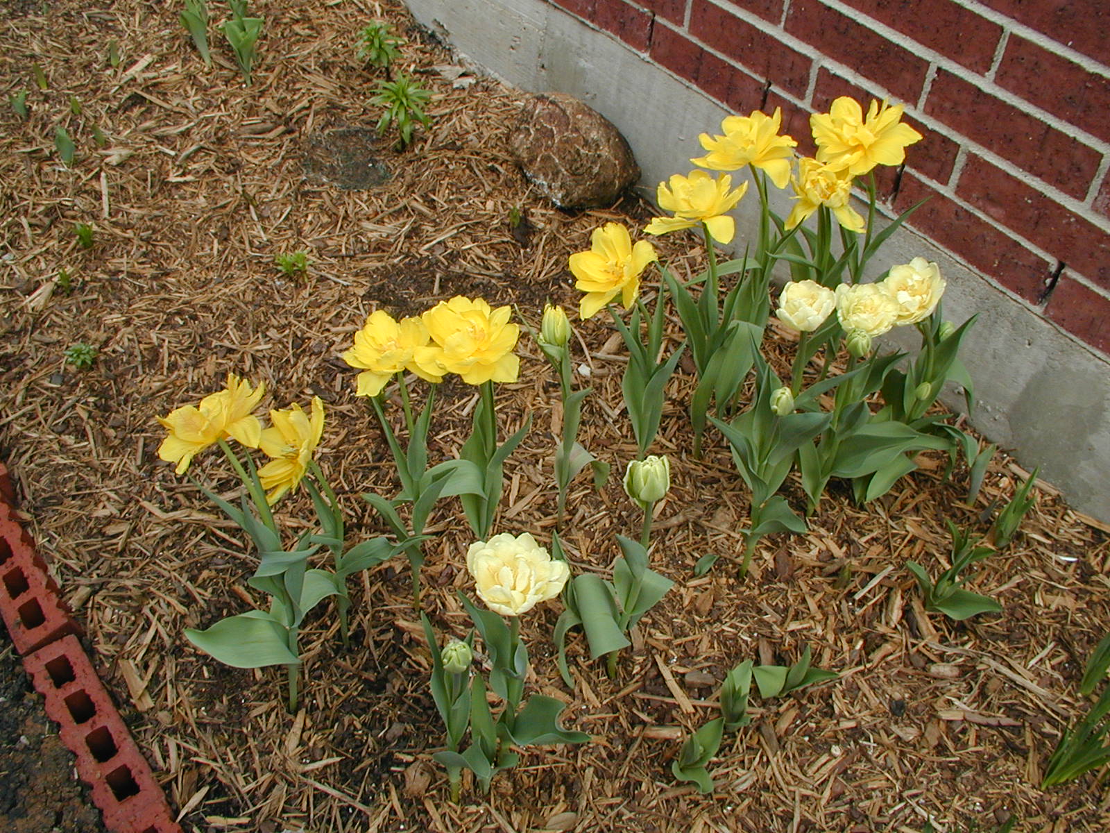 Almost Tropical in Texas Tulips in Houston!