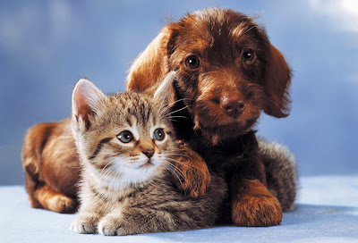 Hunde bekanntschaften