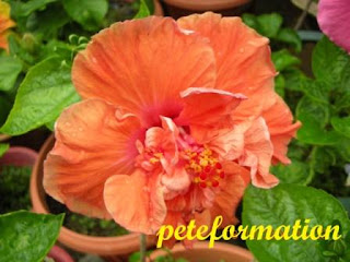 PeteFormation Foodie Adventure: Various Hybrids of Hibiscus (Bunga Raya ...