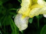 Iris!