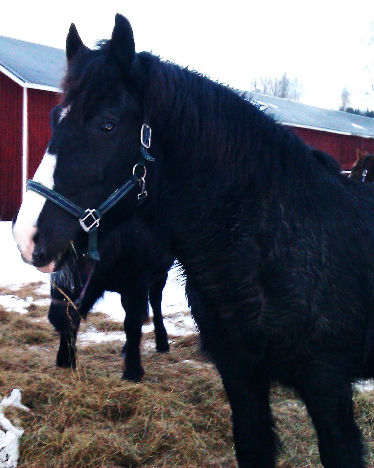 Blocket Dalarna Köpes Berga-Rolf & Jag: januari 2011