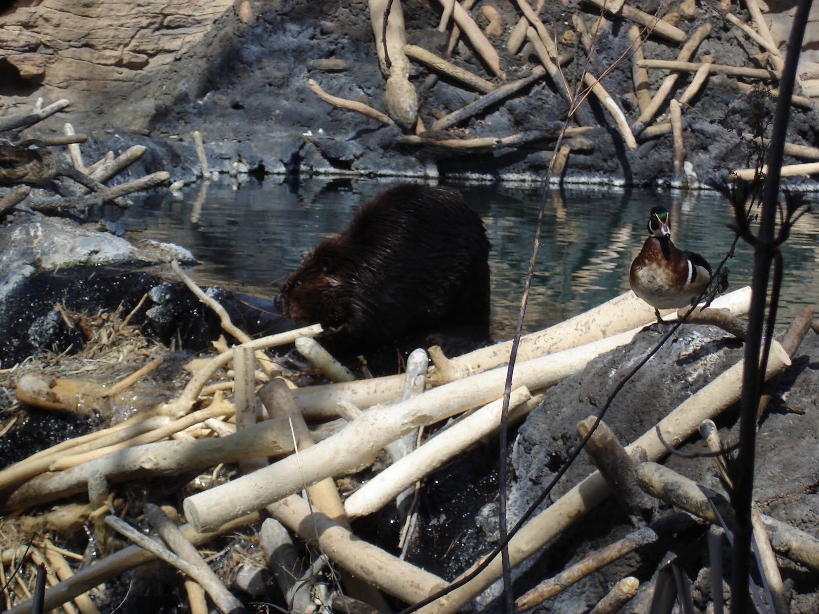 The Gatzke Family Minnesota Zoo