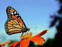 Click here to learn more about monarch butterflies!