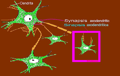 BIOLOGÍA nivel enseñanza media : Tipos de sinapsis