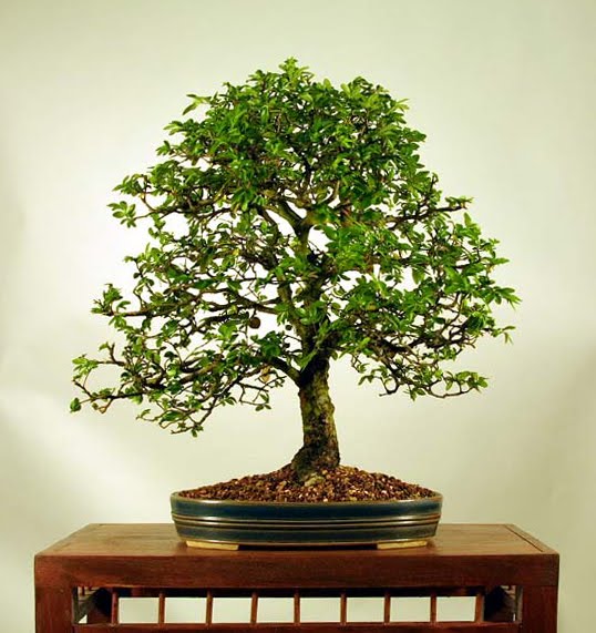 Your First bonsai Tree The Chinese Elm Bonsai Get Started With This