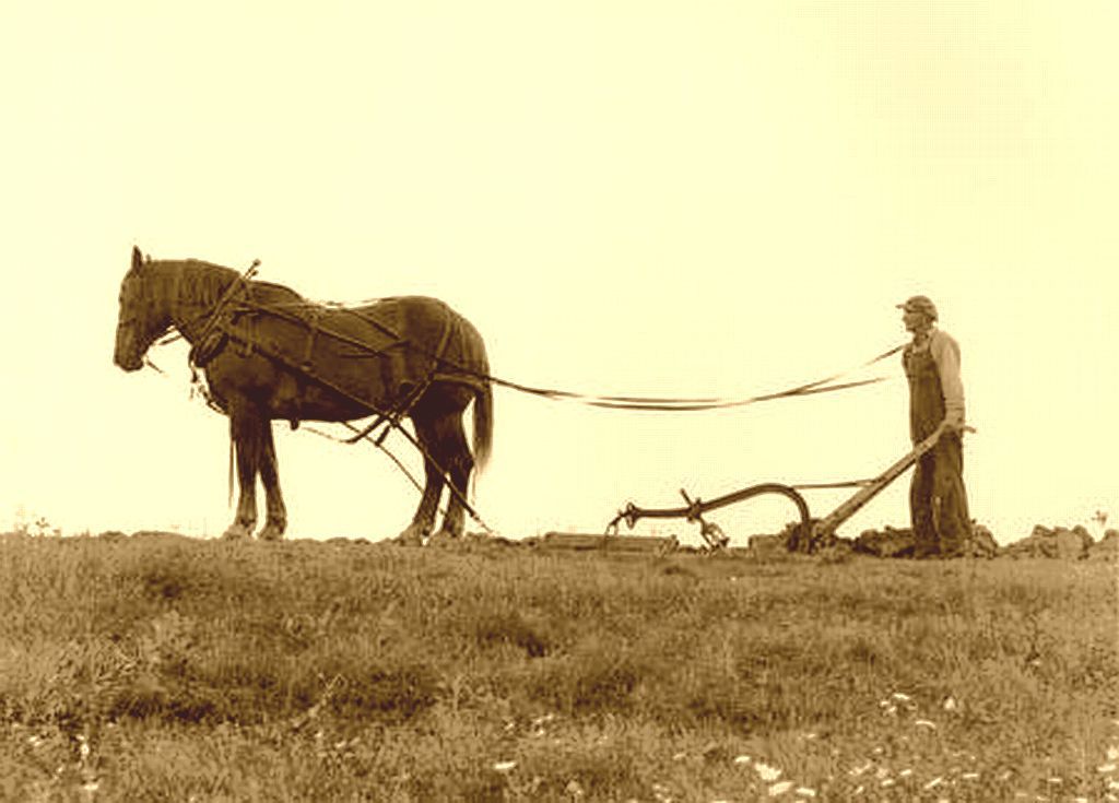 Beni's Israeli newsletter The Ploughman