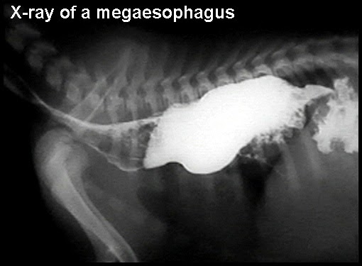 Пищевод собаки. Мегаэзофагус у собак рентген. Дивертикул пищевода рентген. Мегаэзофагус- расширенный пищевод. Дивертикул пищевода у собак рентген.