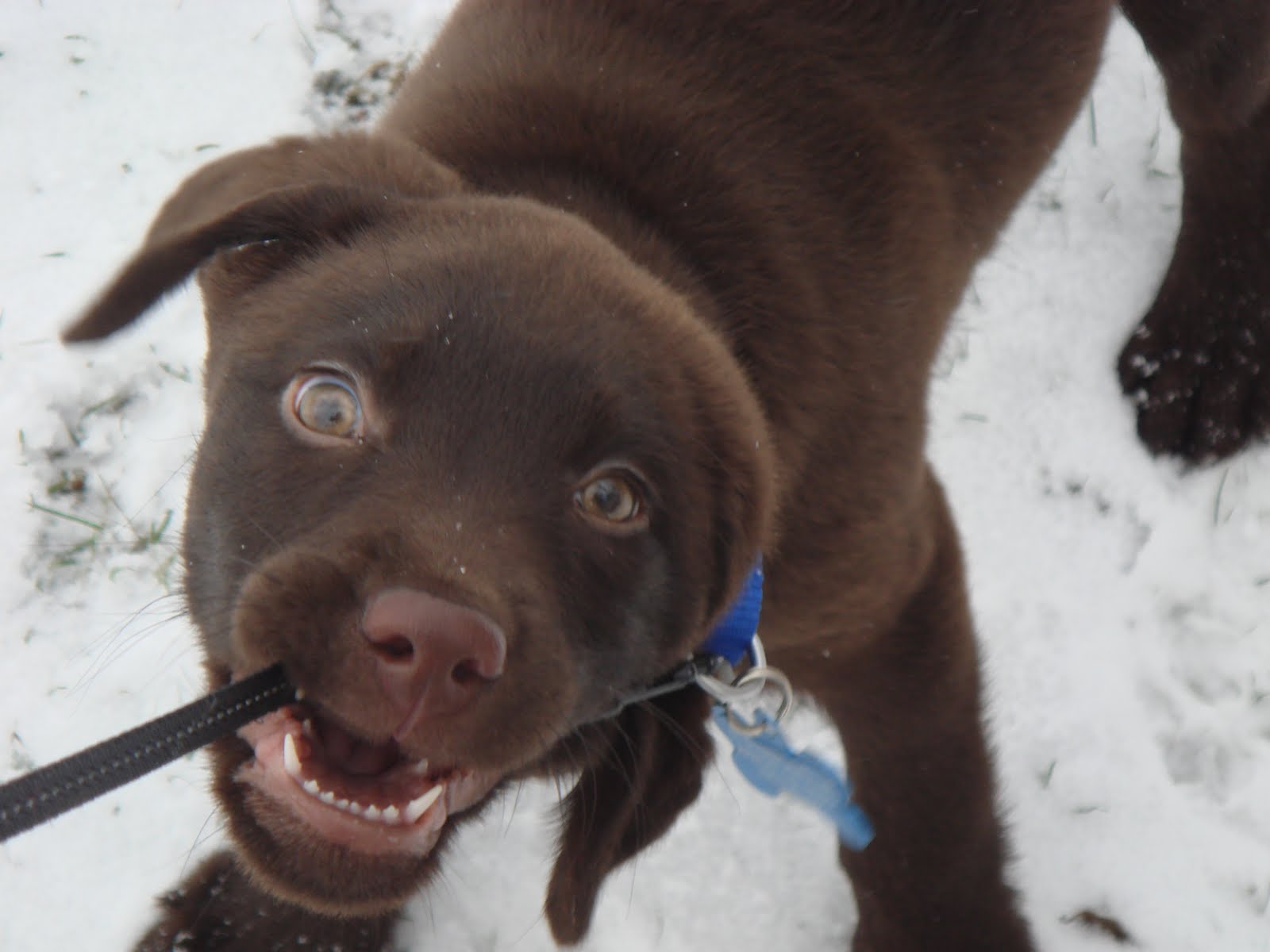 canine-megaesophagus-new-daily-schedule-megaesophagus-diet-and-meds