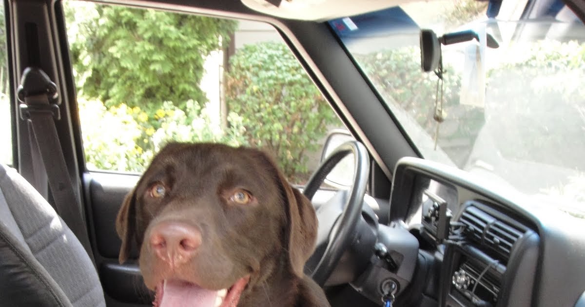 eukanuba measuring cup