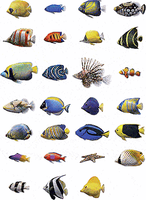 MoodTank :: Virtual Aquarium: GUIDE TO TROPICAL FISH