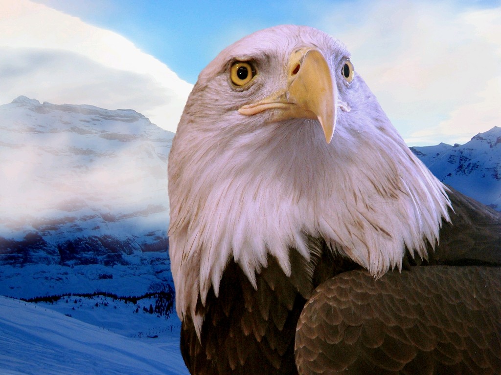 The Beautiful Eagle Wallpaper - Top Desktop | Top Desktop No.1
