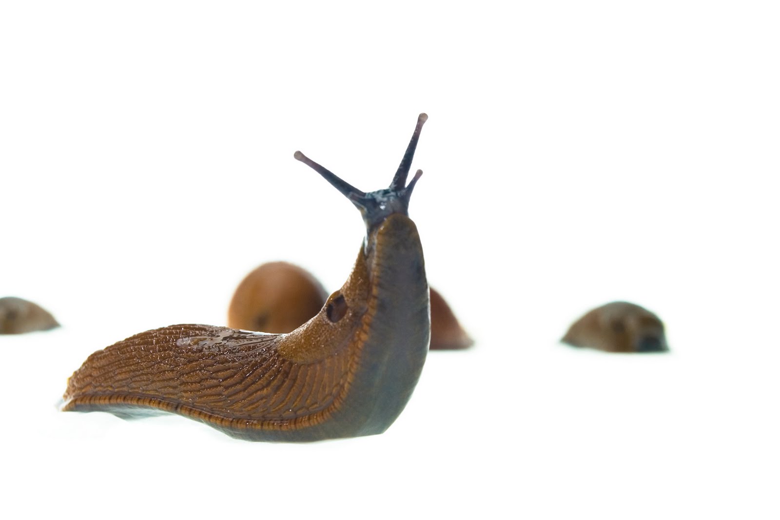 [Mr.+Snail.jpg]