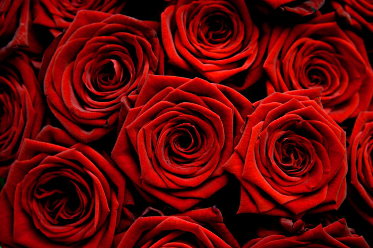 [red-roses-photo+1.jpg]