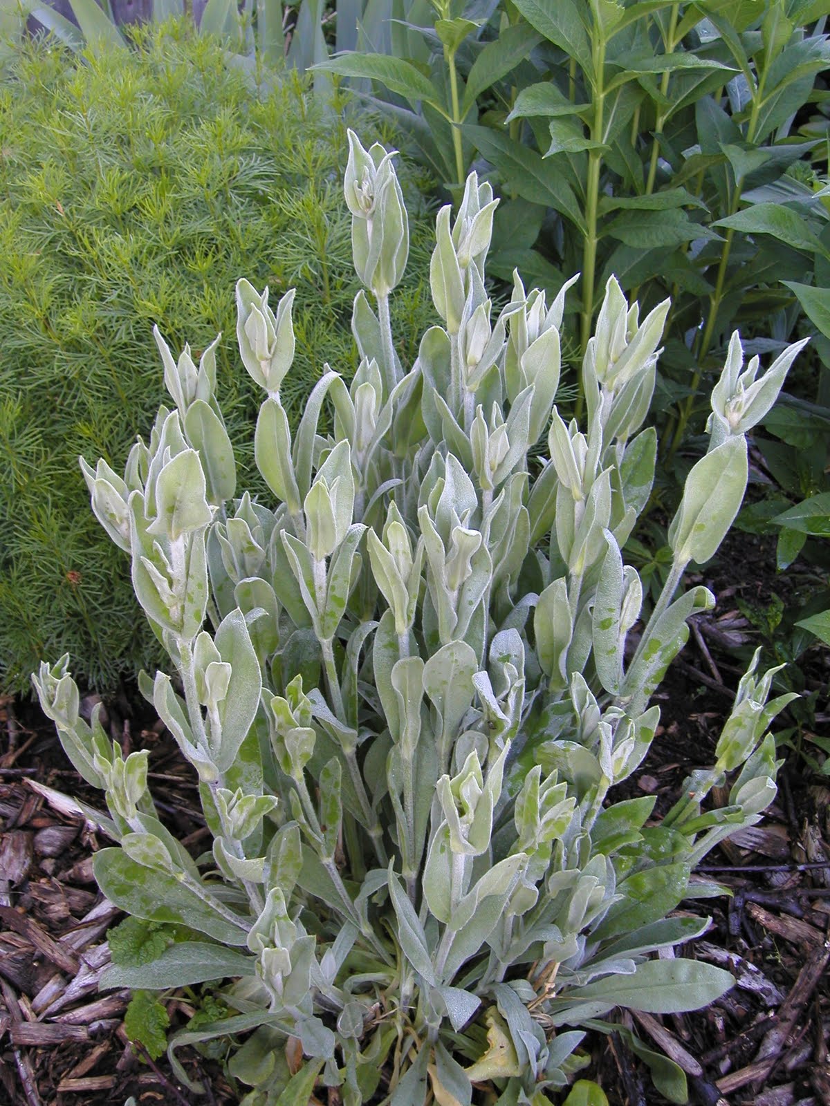 Northwest Garden Guide Rose and Easy!